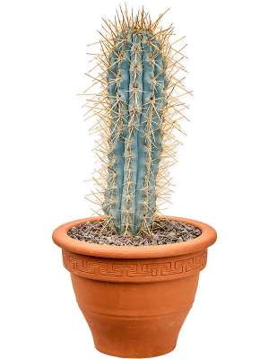 Verzorgingstips Browningia